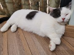 -酷豆宠物咖啡·宠物美食·撸猫馆