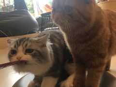 -飞行喵MR PILOT|猫舍·猫咖(静安大融城店)