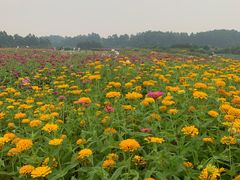 -空港花田景区
