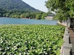 -西湖外事游船(花港观鱼码头)