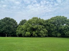 -上海共青森林公园