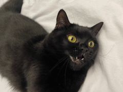 -创凡宠物医院·骨专科  猫科中心(西乡分院)