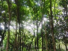 -东莞植物园