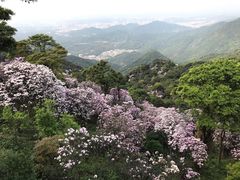 -梧桐山风景名胜区