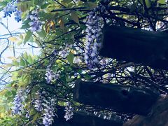 -南汇桃花村