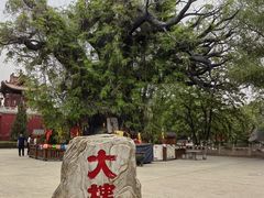 -大槐树寻根祭祖园