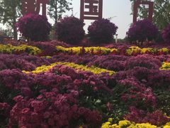 -大兴滨河森林公园