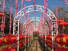 -洛阳郁金香牡丹园