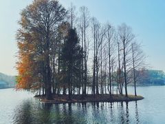 -上海共青森林公园