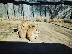-北京野生动物园