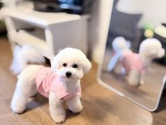 -南京宠物基地·宠物狗宠物猫售卖(南京店)