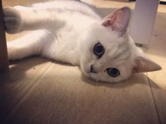 -猫大福·Fortune Cat猫舍(百子湾店)
