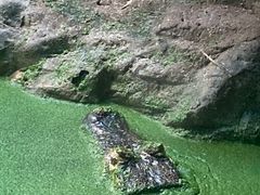 凯门鳄-北京动物园