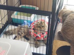 -美联众合动物医院·24h京西诊疗中心