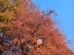 -四海公园(南山区)