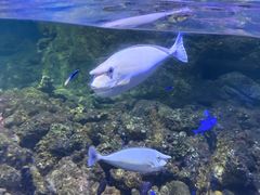 -江和美海洋公园
