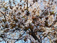 -南通博物苑-崇川人民公园