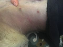 -北京观赏动物医院·24小时大型综合·猫专科·异宠专科