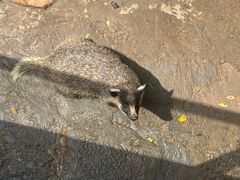 -西霞口神雕山野生动物世界