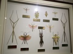 -上海昆虫博物馆