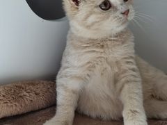 -东方名猫馆·英短金渐层布偶猫舍(环线广场1号楼店)