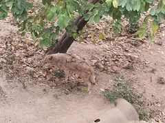 -深圳野生动物园