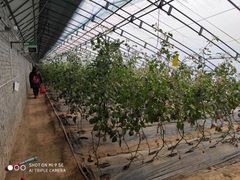 -杨柳青园艺科技博览园