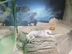 -zoonana室内动物园(东方福来德店)