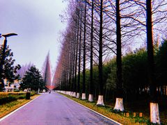 -黄海国家森林公园