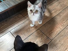 -more than meow吴止猫主题餐厅(承德 中船汇店)