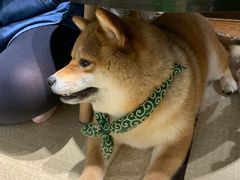 -逗柴咖啡屋·狗咖猫咖宠物桌游