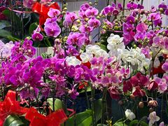 -三旗百汇商品城