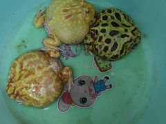 -中环花鸟鱼虫市场