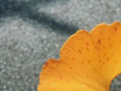 -菊园百果园