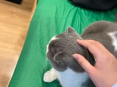 -MOYOYO猫咪咖啡店