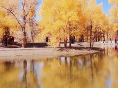 -金塔沙漠胡杨林景区