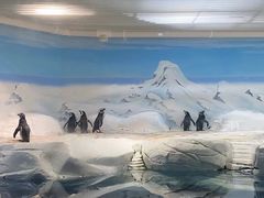 -上海海洋水族馆