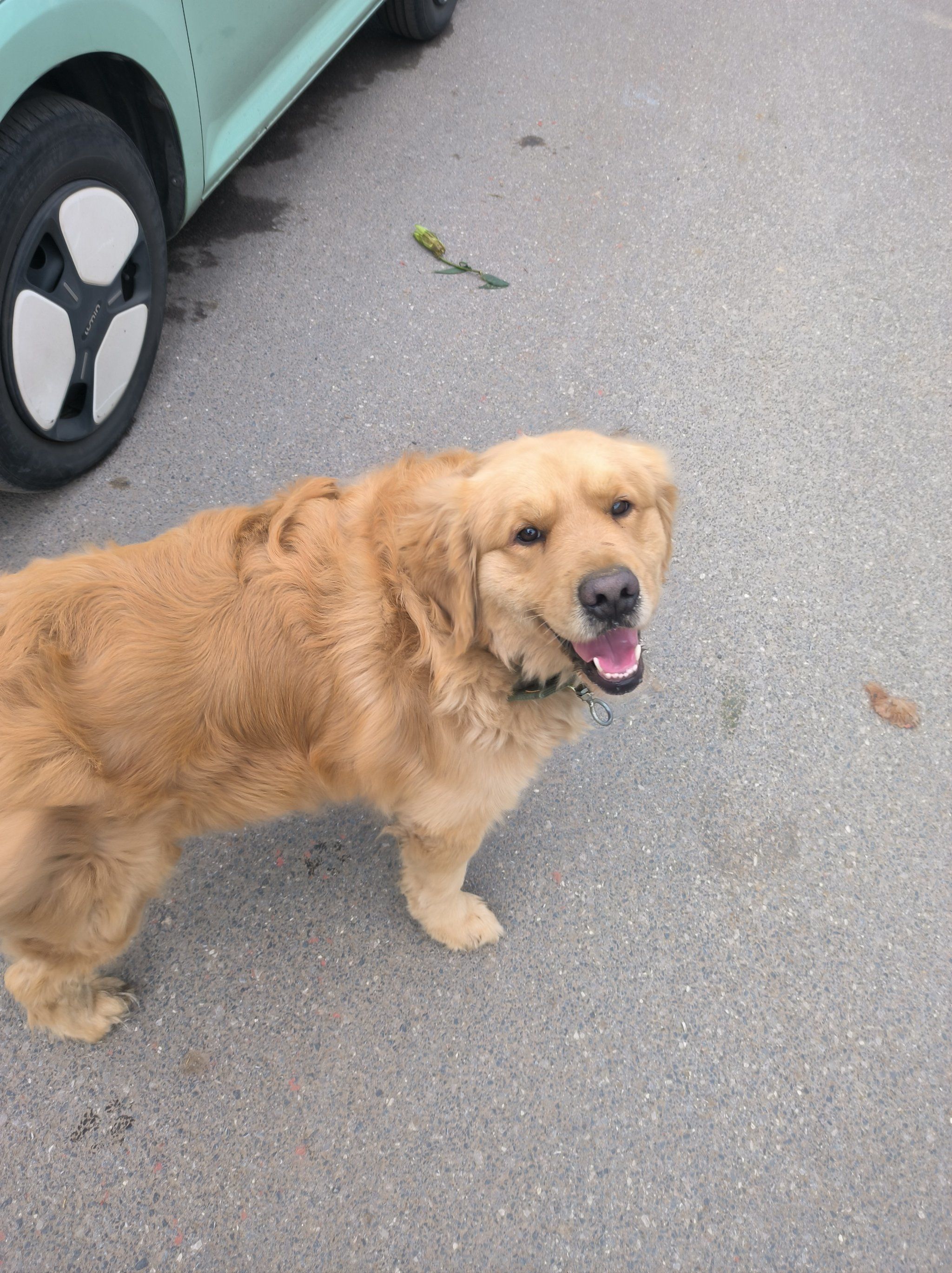 金毛是真的自来熟,人见人爱友善小狗