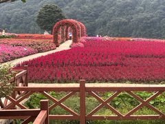 -广州市石门国家森林公园