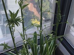 -新湖明珠城