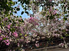 -深圳国际园林花卉博览园