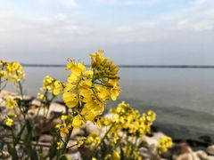 -巢湖姥山岛