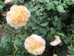 -人民公园(罗湖区)