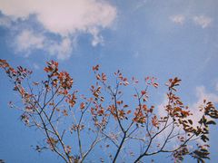 -军营村