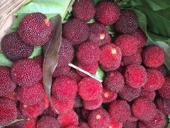 -西山樟坞健康果园枇杷杨梅采摘