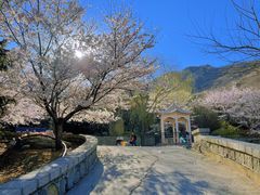 -樱花山风景区