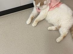 -共舞时光猫咖·狗咖(新街口店)