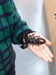-Moni星球萌宠·小马宝莉·灵蛇·高端高阶全萌宠互动体验俱乐部(红豆国际广场店)