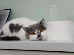 -可蒙动物医院·猫科·骨科中心(首义路店)