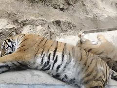 -栾川竹海野生动物园